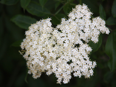 [A large group of many tiny white five-petaled booms. Although leaves can be seen in the background, there are so many blooms that leaves can only be seen on the outer edges of the white bunch.]